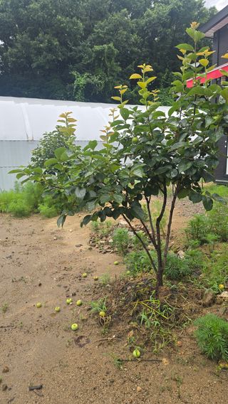 전영순님의 농사, 무엇이든 물어보세요! · 참여글 작성글 사진