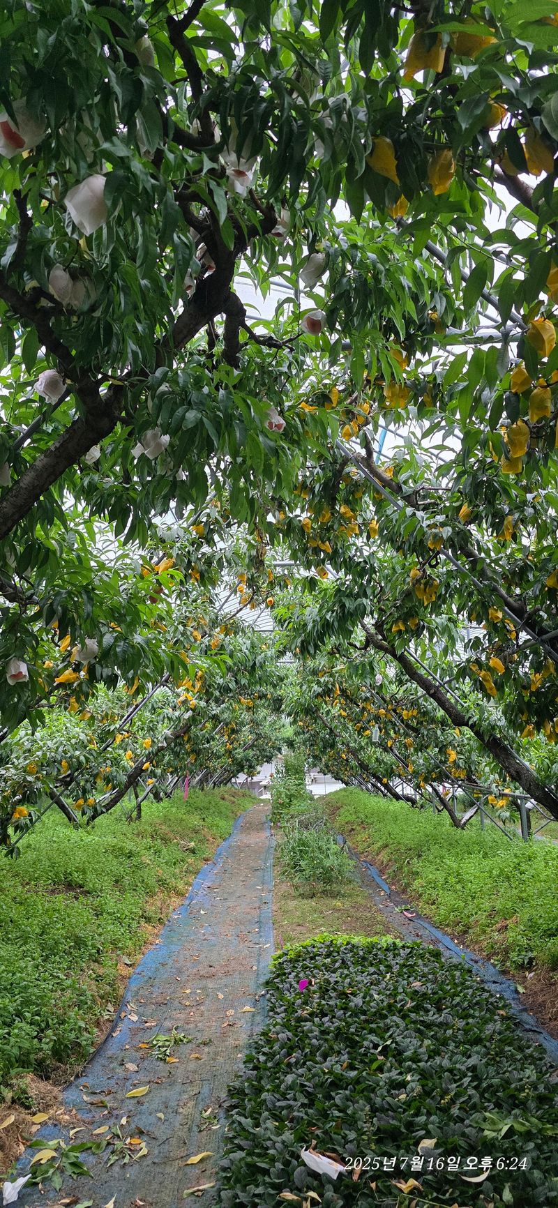 달맛햇복숭아농원님의 장터 판매 상품 [[판매종료]비가림 용택골드 복숭아 4Kg (GAP인증 우수농산물)] 첨부 사진