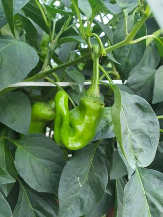 서툰 농부짱님의 자유주제 · 자유게시판 작성글 사진