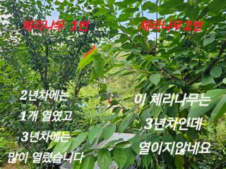 연모 자연의행복님의 자유주제 · 자유게시판 작성글 사진