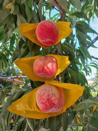 황덕순 님의 자유주제 · 자유게시판 작성글 사진