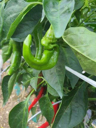 서툰 농부짱님의 자유주제 · 자유게시판 작성글 사진