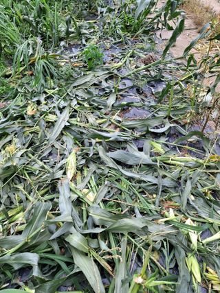 이.일신.꽃분아빠님의 자유주제 · 자유게시판 작성글 사진