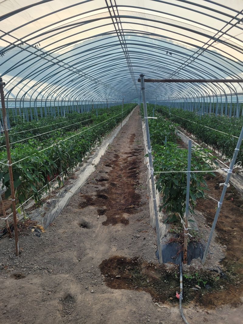 한경희 님의 장터 판매 상품 [고추가루, ] 첨부 사진