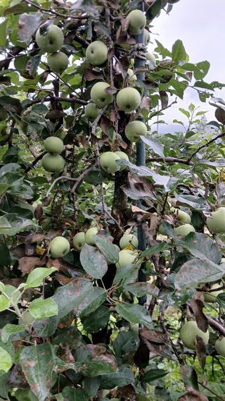 초보텃밭님의 자유주제 · 자유게시판 작성글 사진