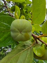 팜모닝 감·자유게시판 게시글 이미지