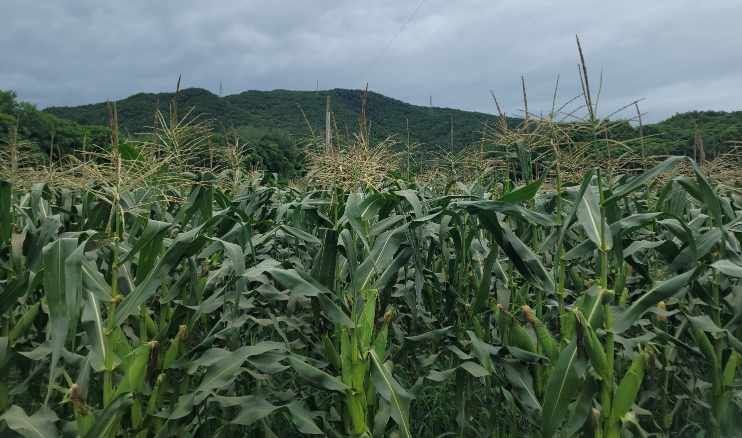 장터 상품 [흑점2호 찰옥수수 50개(판매종료)] 썸네일