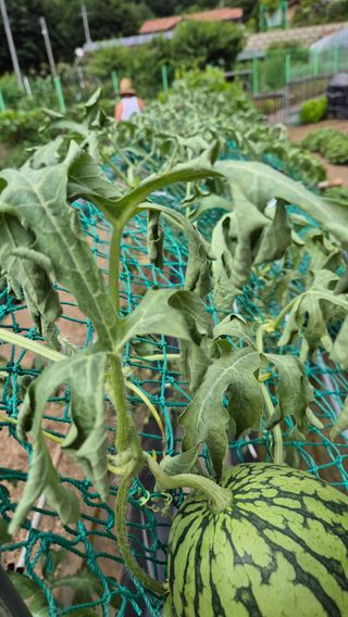 김진님의 자유주제 · 자유게시판 작성글 사진