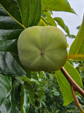 이충민님의 감 · 자유게시판 작성글 사진