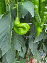 팜모닝 자유주제·자유게시판 게시글 이미지