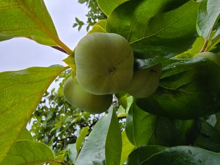 이충민님의 감 · 자유게시판 작성글 사진
