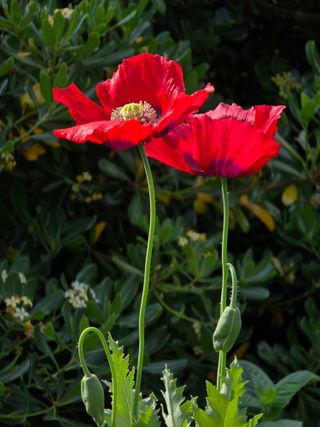 황철환님의 자유주제 · 자유게시판 작성글 사진