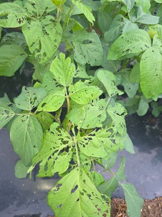 _고성농장님의 콩 · 병해충상담 작성글 사진