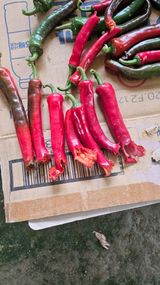 팜모닝 자유주제·자유게시판 게시글 이미지