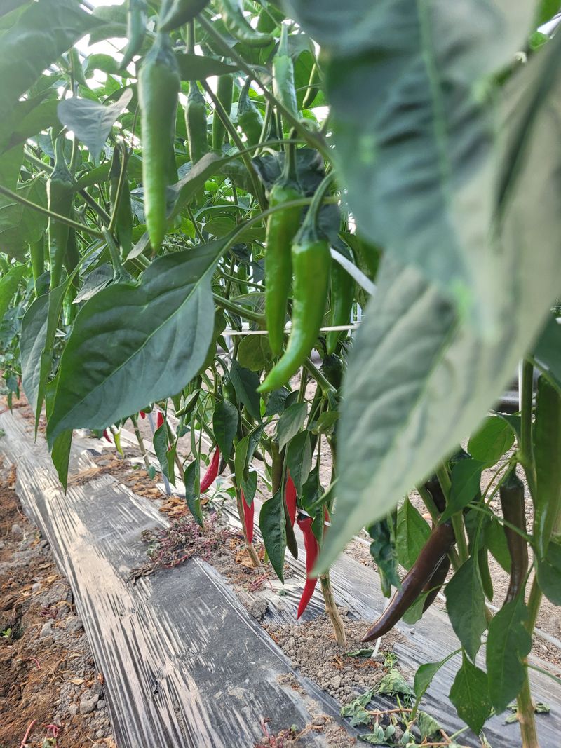 한경희 님의 장터 판매 상품 [고추가루, ] 첨부 사진