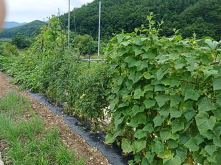 알 수 없음님의 자유주제 · 자유게시판 작성글 사진