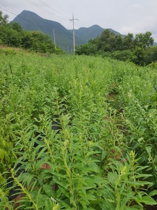 김영복님의 자유주제 · 자유게시판 작성글 사진