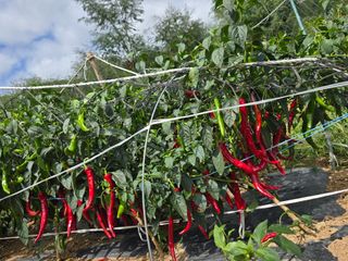 고추농사 정 미라님의 자유주제 · 자유게시판 작성글 사진