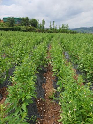 김영복님의 자유주제 · 자유게시판 작성글 사진