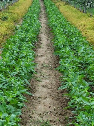 이종심님의 자유주제 · 사진전 작성글 사진