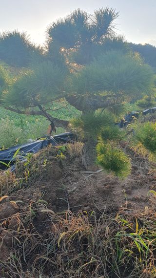 작은소나무님의 자유주제 · 사진전 작성글 사진