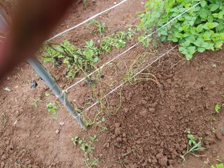 손용일님의 농사, 무엇이든 물어보세요! · 참여글 작성글 사진