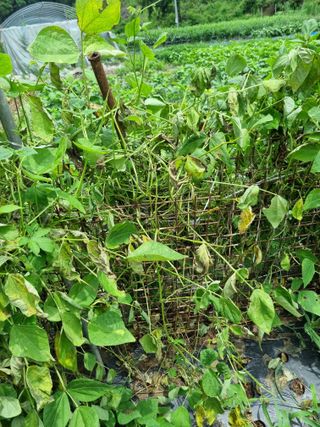 감20280님의 농사, 무엇이든 물어보세요! · 참여글 작성글 사진