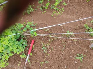 손용일님의 농사, 무엇이든 물어보세요! · 참여글 작성글 사진