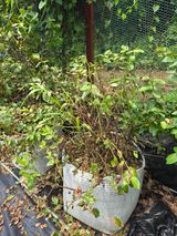 팜모닝 블루베리·병해충상담 게시글 이미지