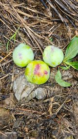 팜모닝 자두·자유게시판 게시글 이미지