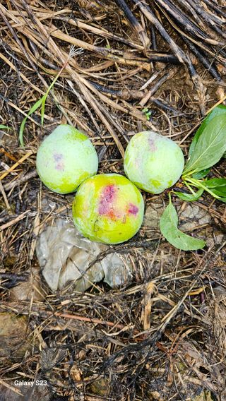 낙여산 님의 자두·자유게시판 작성글 사진