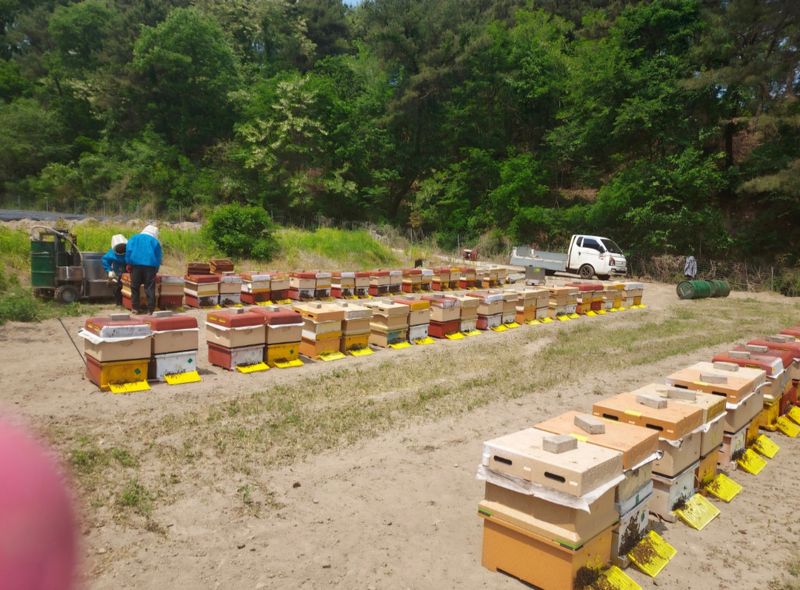 벌꿀*직접생산농장님의 장터 판매 상품 [답례품 순수벌꿀 270g 1구ㆍ1세트] 첨부 사진