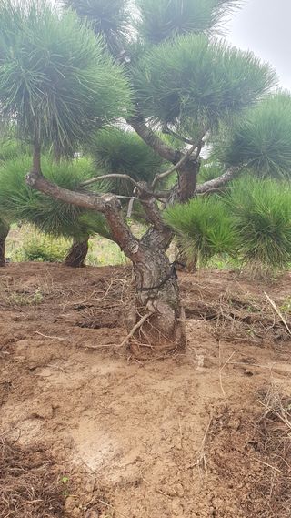 작은소나무님의 자유주제 · 자유게시판 작성글 사진