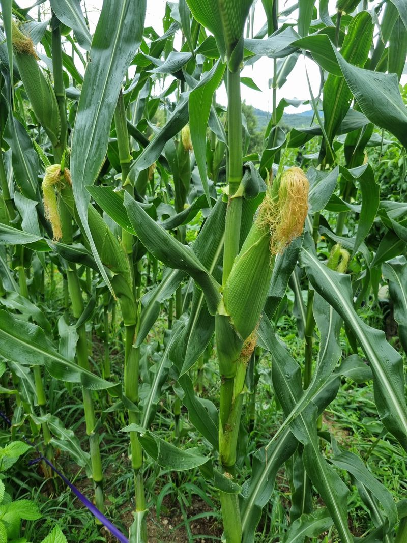 최기동님의 장터 판매 상품 [얼룩찰옥수수 ] 첨부 사진