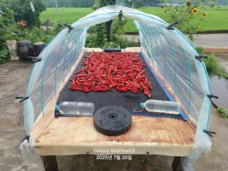 전진규.해돋이님의 농사, 무엇이든 물어보세요! · 참여글 작성글 사진