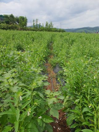 김영복님의 자유주제 · 자유게시판 작성글 사진