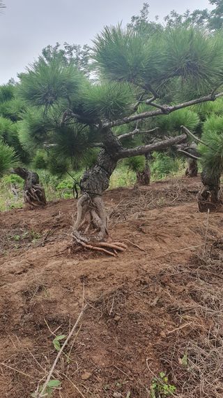 작은소나무님의 자유주제 · 자유게시판 작성글 사진