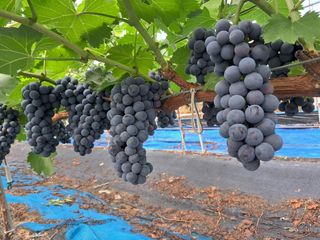 포도님의 포도 · 자유게시판 작성글 사진