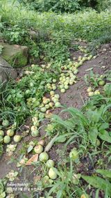 팜모닝 자유주제·자유게시판 게시글 이미지