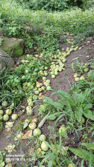 안효정님의 자유주제 · 자유게시판 작성글 사진