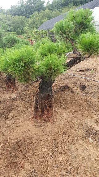 작은소나무님의 자유주제 · 자유게시판 작성글 사진