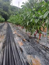 팜모닝 자유주제·사진전 게시글 이미지