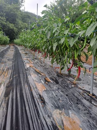 지리산자락님의 자유주제 · 사진전 작성글 사진