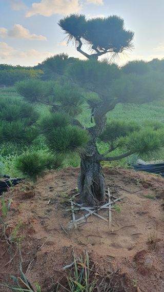 작은소나무님의 자유주제 · 사진전 작성글 사진