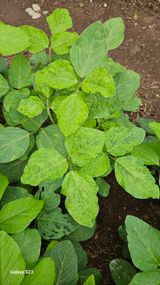 팜모닝 자두·자유게시판 게시글 이미지