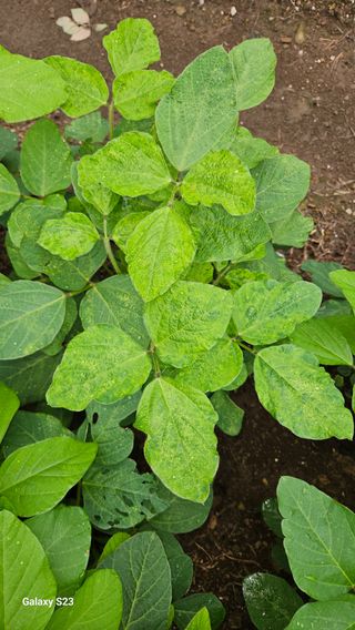 낙여산 님의 자두·자유게시판 작성글 사진