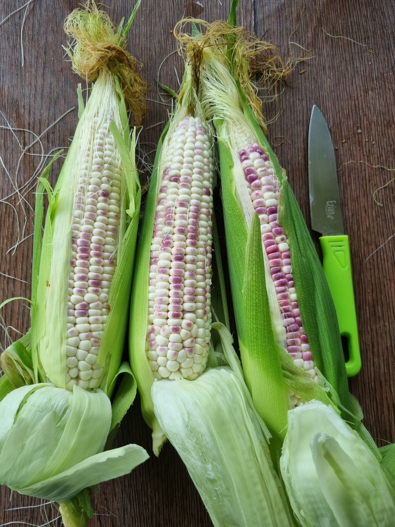 장터 상품 [얼룩찰옥수수 ] 썸네일