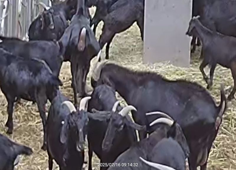 장터 상품 [흑염소] 썸네일