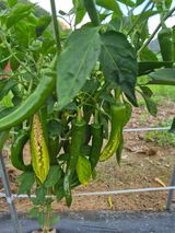 팜모닝 자유주제·자유게시판 게시글 이미지