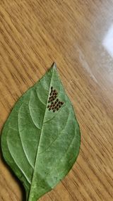 팜모닝 자유주제·사진전 게시글 이미지